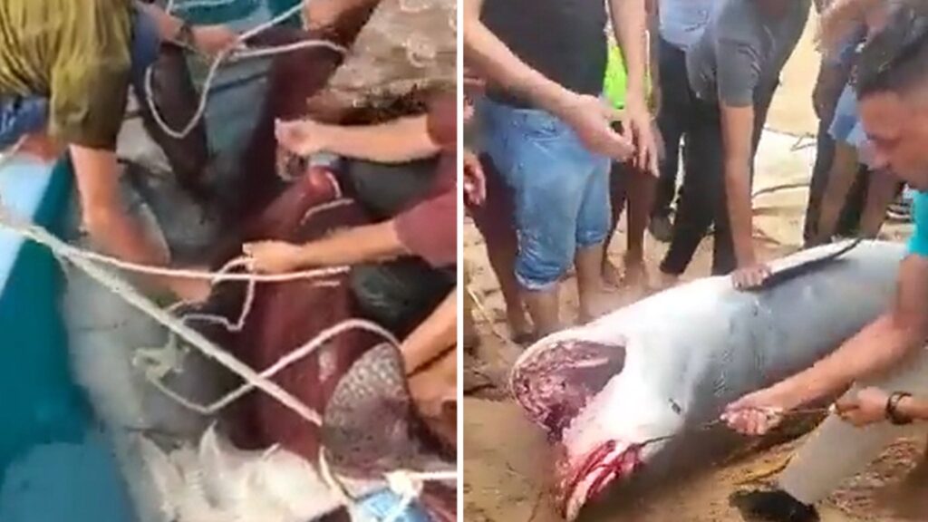 authorities-capture-and-kill-shark-responsible-for-killing-man-in-egypt-attack