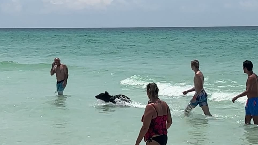 bear-stuns-swimmers-at-florida-beach,-walks-out-of-ocean