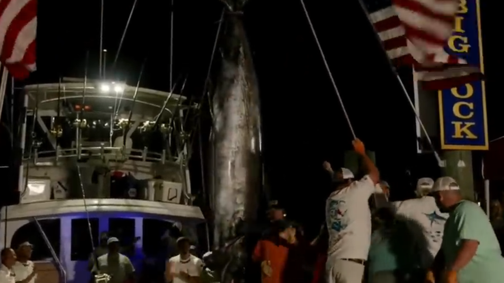pro-fishing-team’s-600-lb.-marlin-catch-dq’d-in-tourney-over-shark-bites
