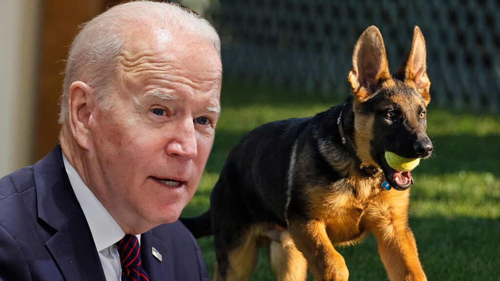 president-biden’s-dog-commander-allegedly-bit-7-people