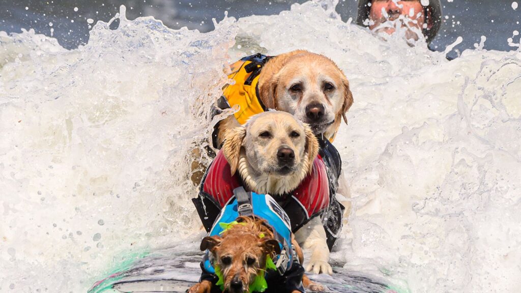 2023-world-dog-surfing-championships-sees-pooches-of-all-sizes-hang-10