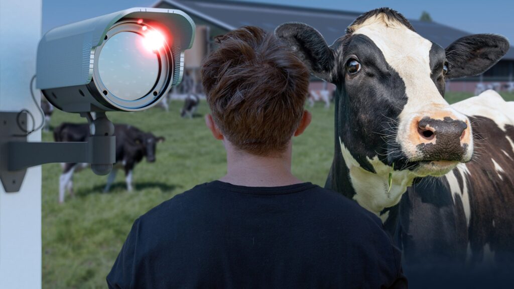 man-pleads-guilty-to-having-sex-with-cow-in-england