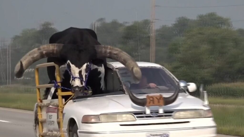 man-pulled-over-for-driving-with-huge-bull-in-passenger-seat