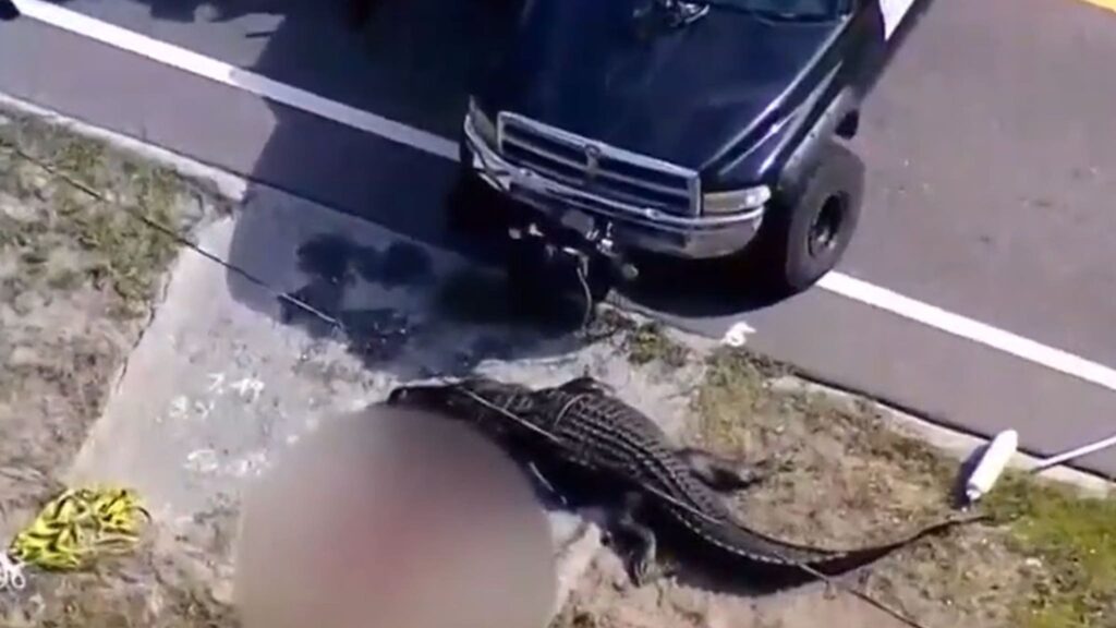 14-foot-alligator-killed-in-florida-after-eating-human-torso
