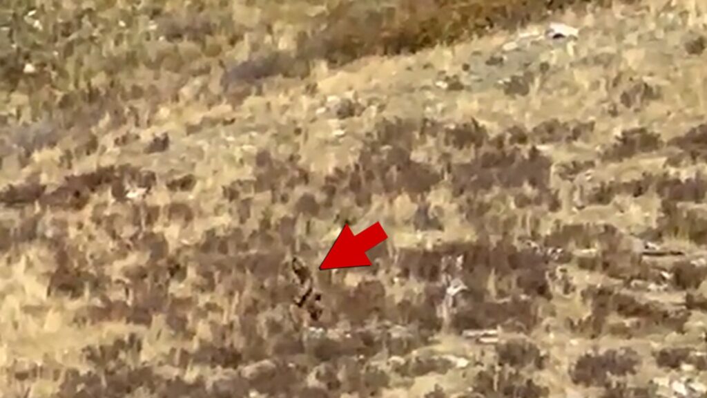 bigfoot-sighting-in-colorado-shows-clear-video-of-‘sasquatch’-walking