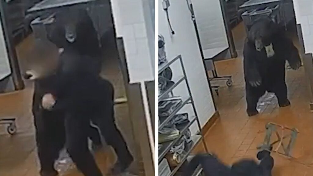 bear-attack-video,-takes-down-security-guard-in-aspen-hotel-kitchen