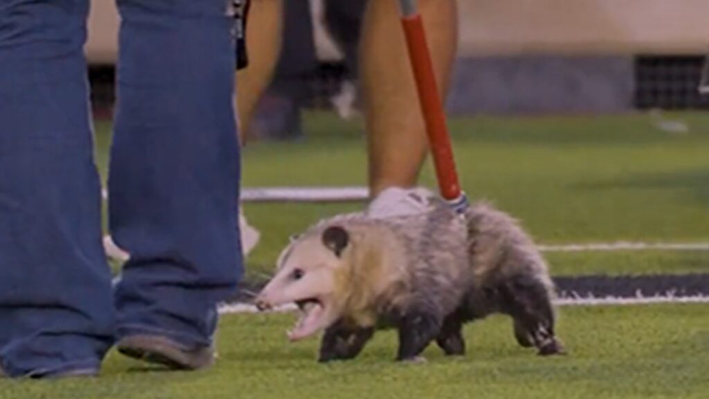 angry-opossum-dragged-out-of-texas-tech-tcu-game-after-running-on-field