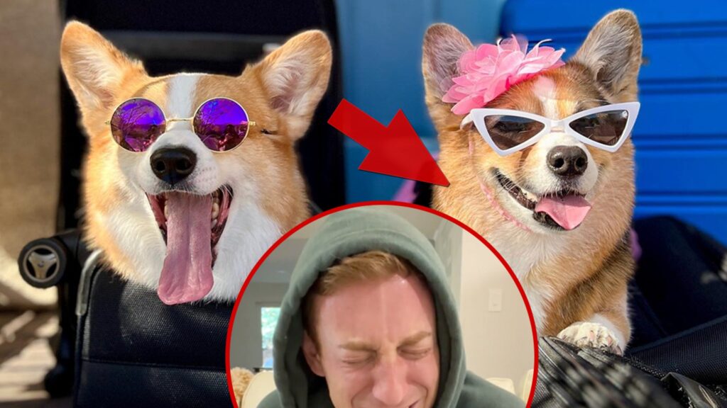 olivia-of-viral-corgi-dog-duo-‘hammy-&-olivia’-dead-at-8-after-kidney-emergency