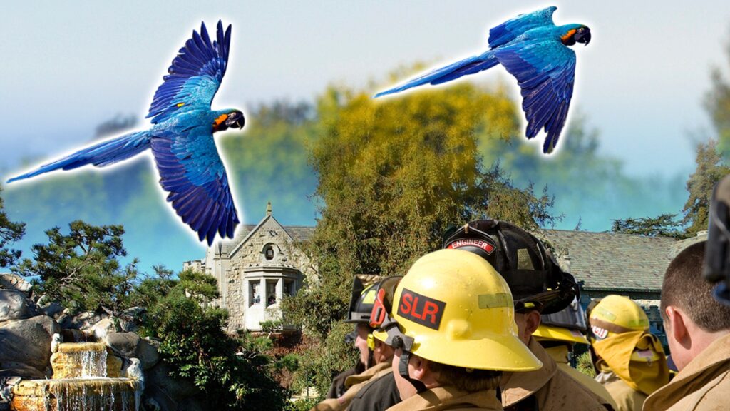 playboy-mansion-parrot-escapes-to-country-club,-firefighters-swoop-in