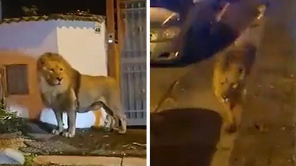lion-escapes-from-italian-circus,-roams-the-streets-of-rome