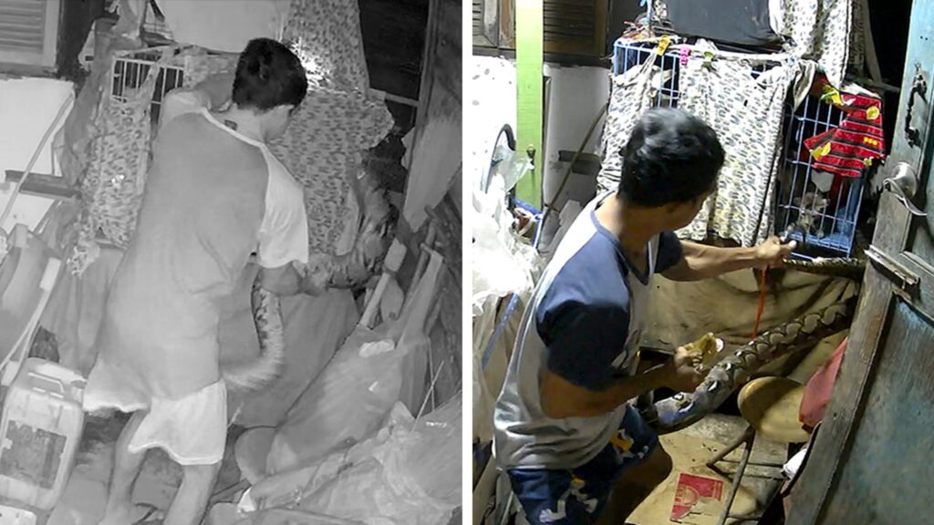 video-shows-man-grabbing-huge-python,-stops-it-from-eating-his-pet-cats