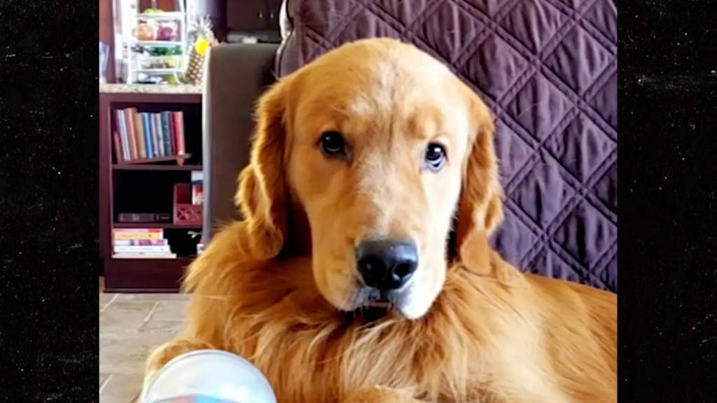 dog-survives-mystery-illness-after-taking-“last-resort”-antibiotic