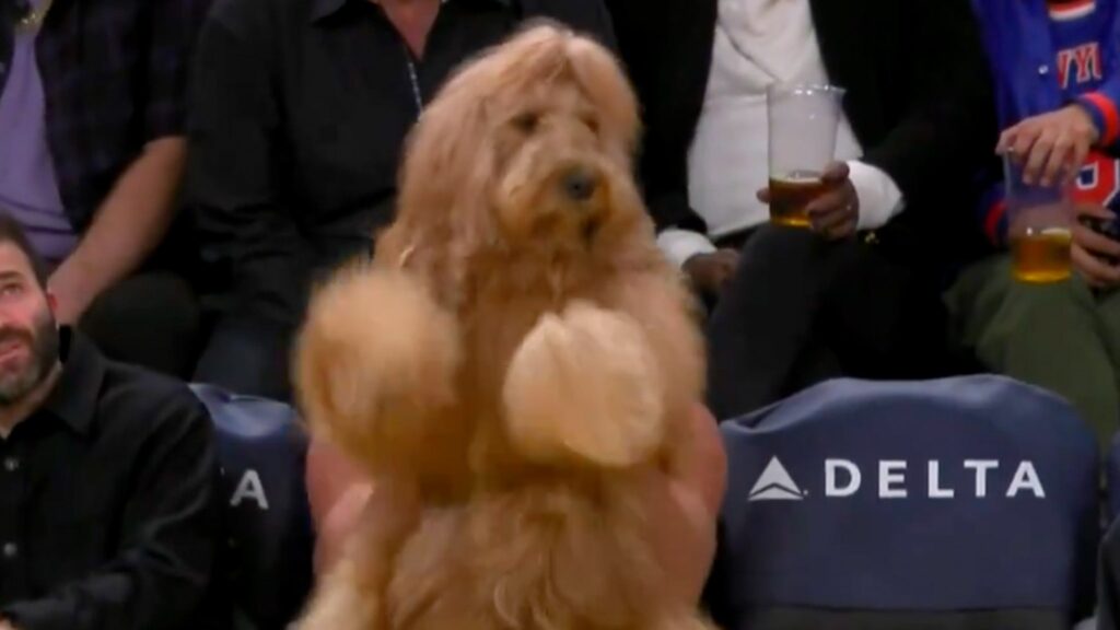instagram-famous-dog-fetches-courtside-seat-at-lakers-game,-dances-his-tail-off!