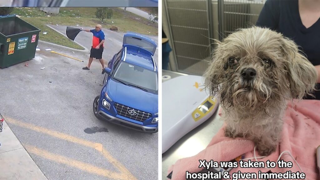 florida-man-arrested-for-trying-to-kill,-dump-old-shih-tzu-dog