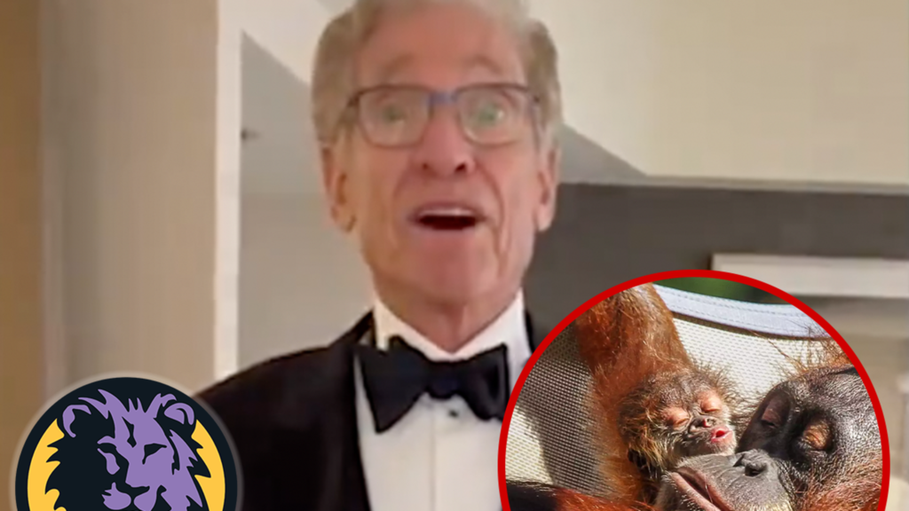 maury-povich-steps-in-to-help-announce-paternity-of-baby-orangutan